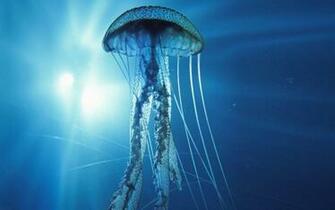 On August By Admin Comments Off Box Jellyfish Wallpaper