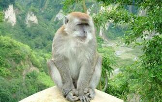 Monkey Background Wallpaper Win10 Themes