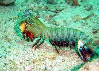 Best Mantis Shrimp Photo HD Wallpaper Peacock