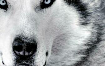 Wolf Desktop Background