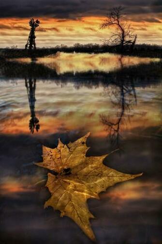 The Last Leaf After Twister Autumn Fall