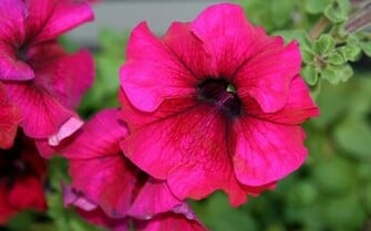 Pink Flower Wallpaper Stock Photos