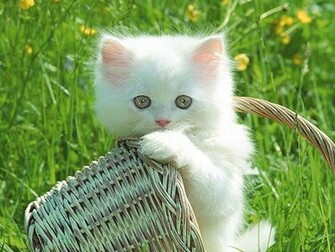 HD Animals Cute Puppies And Kittens Wallpaper