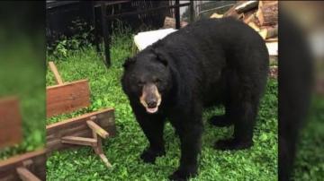Yeah It Is Scary Bear Encounters On The Upswing In Luzerne