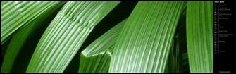 Calendars December Flowers Plants Leaves Tropical Here