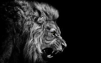 Epic Lion Roar Wallpaper