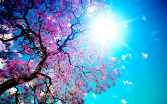 Blue And Pink Wallpaper HD