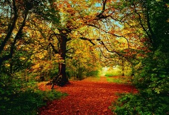 Autumn Forest Large