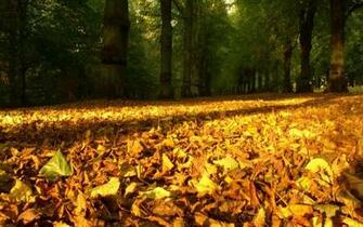 Autumn Desktop Pc And Mac Wallpaper