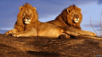 Wild Lion HD Wallpaper Photography 1080p Background