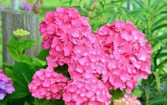 Pink Hydrangea Wallpaper