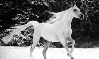 Bigger Horses Live Wallpaper HD For Android Screenshot