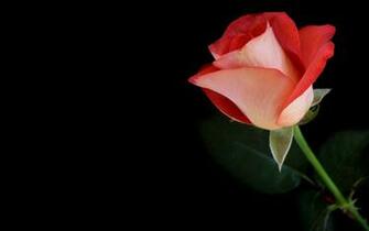 Flowers Roses Black Background Red Rose HD