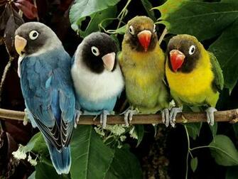 Animals Lovebirds Picture Nr
