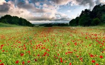 Beautiful Poppy Field Wallpaper Stock Photos