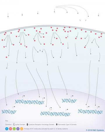 Il Family Signaling Pathways R D Systems