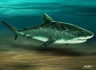 Tiger Shark Wall Art Beach Style Wallpaper By Murals Your Way