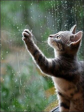 To Most Beautiful Rain Wallpaper For Your Desktop Next Image