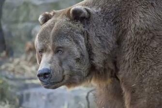 Top World S Heaviest Animals Tapandaola111