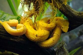 Eyelash Viper By 8twilightangel8