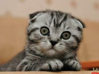 Cat HD Funny Animal Wallpaper 1080p Background