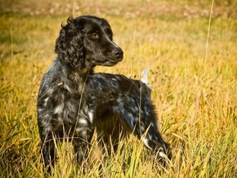 Hunting Dog Image Wallpaper HD Base