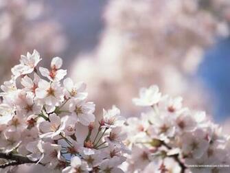 Japanese Cherry Blossom Pictures Wallpaper Wallcoo Net