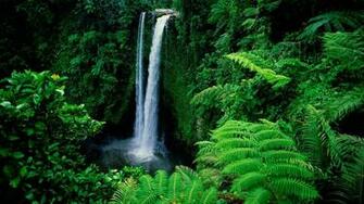 Birds Waterfall Overgrowth HD Wallpaper