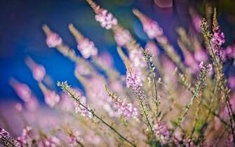 Heather HD Photography Wallpaper Flower