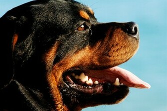 File Rottweiler Portrait Jpg Wikipedia The Encyclopedia
