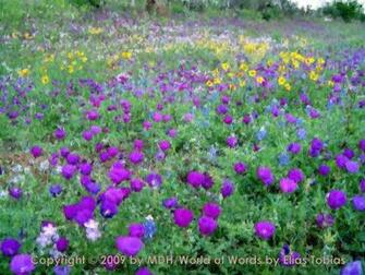 Wildflower2art Jpg