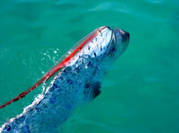 Oarfish On The Surface Photo And Wallpaper Cute