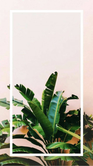 Plants iPhone Wallpaper