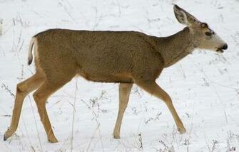 Mule Snowy Deer HD Wallpaper