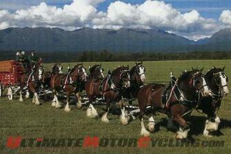 Budweiser Clyesdales To Buffalo Chip Jpg
