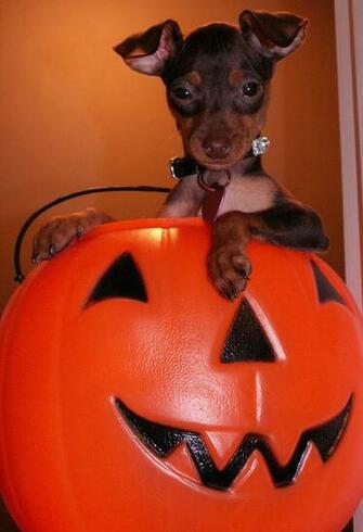 Min Pin Jack O Lantern Puppy Maroonbeard