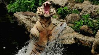 Tiger Water Spray Grin Jump Rocks Wallpaper Background Full HD