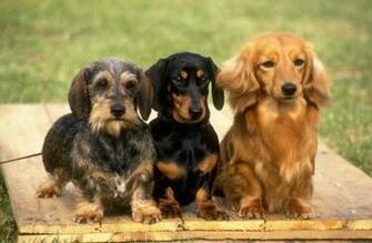 Hardtrigdess Dachshund Desktop Wallpaper