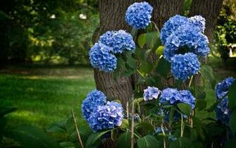 April Flower