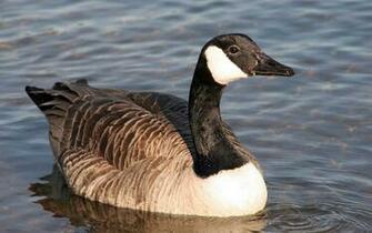 Goose HD Wallpaper