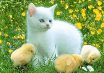 Really Cute Animals Amazing Wallpaper