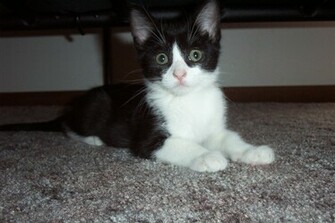 Young Black And White Kitten Animals Wallpaper Background Bandit