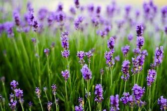 Lavender Flowers Wallpaper HD Topwallpaper