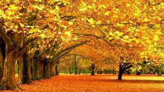 Parks Wallpaper Autumn Desktop