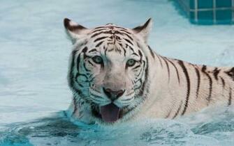 Wallpaper White Tiger