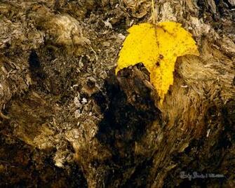 Single Yellow Leaf Autumn Wallpaper