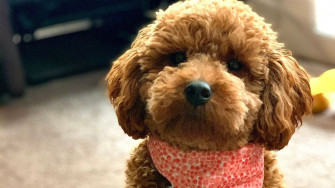 Here To Make Your Ruff Day A Little More Pawsome It S National