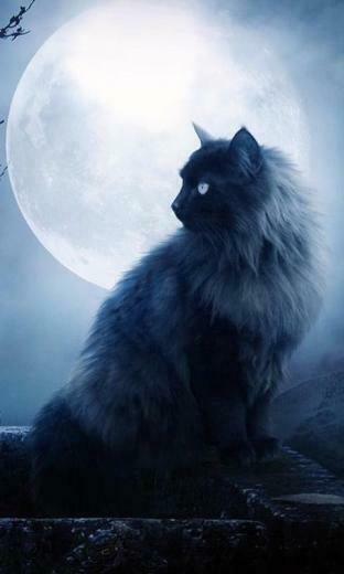 Black Cats Wallpaper Android Appar P Google Play