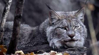 Big Cat HD Desktop Background Wallpaper