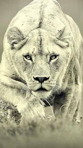 iPhone Wallpaper 5s And